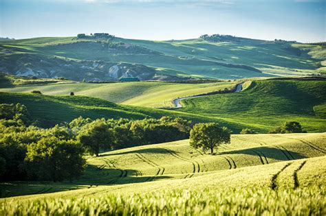 Rolling Hills Tree And Green Field Landscape Spring In Tuscany Stock