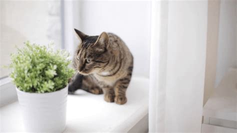 Submitted 5 hours ago by aurawa. The Top 5 Ways You Can "Cat Proof" Your Window Blinds - So ...