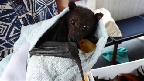 Flying Foxes Wildlife Preservation Society Of Queensland
