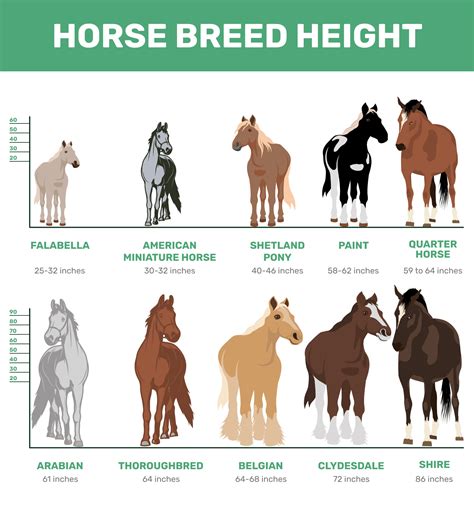 Common Horse Breeds Height Weight Chart Vlrengbr