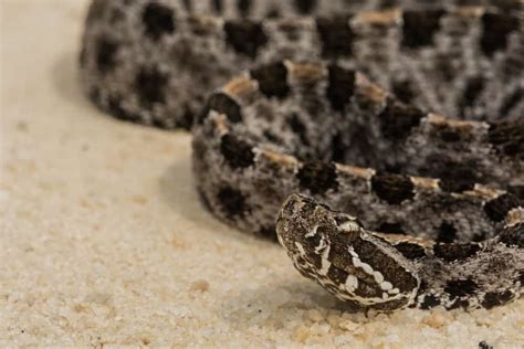 Arkansas Snakes The Best Guide To Identifying Every Species