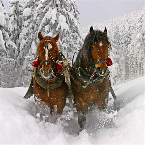 Sleigh Ride Wooden Jigsaw Puzzle From The Zen Puzzles Collection