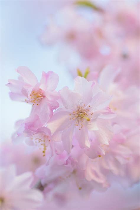 Macro Texture Of Japanese Pink Weeping Cherry Blossoms Stock Image