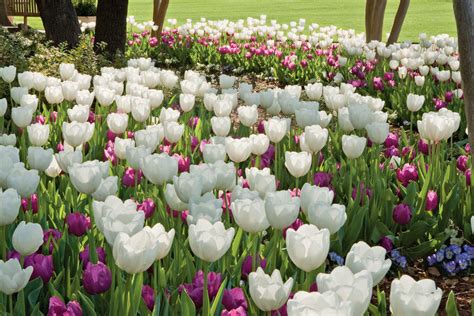 White And Purple Tulips Colorful Show Stopping Tulips
