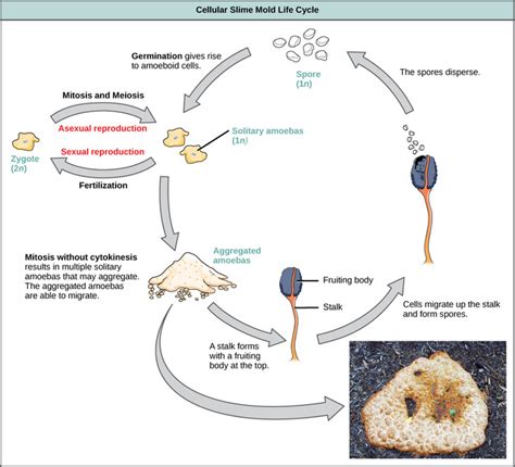 Slime mould mushroom fungi microbiology study motivation life cycles study tips botany stuffed mushrooms science. 23.2B: Protist Life Cycles and Habitats - Biology LibreTexts