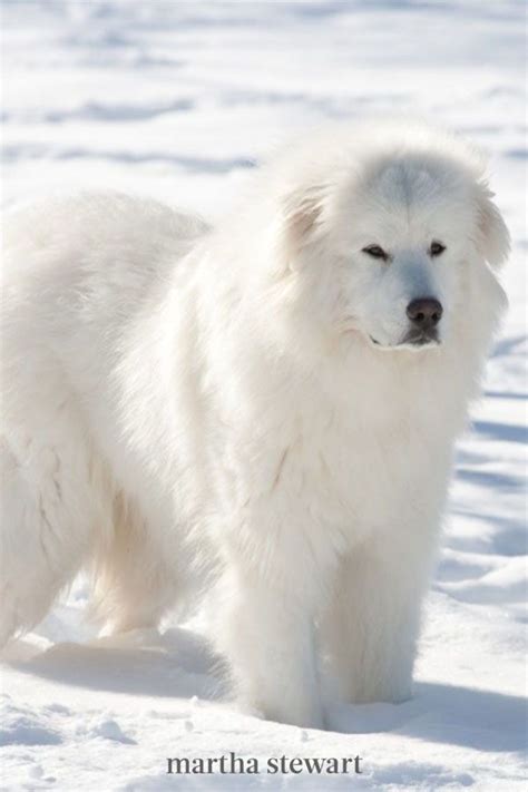 10 Dog Breeds That Love The Snow In 2021 Dog Breeds Large Dog Breeds