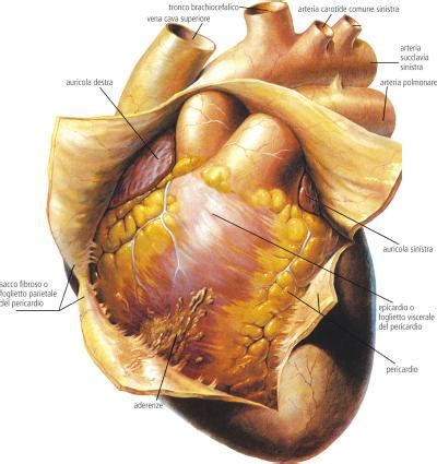 Le péricarde est un sac fibreux dans lequel se trouvent le cœur et les racines des gros vaisseaux sanguins. PERICARDITE - Dizionario medico - Corriere.it