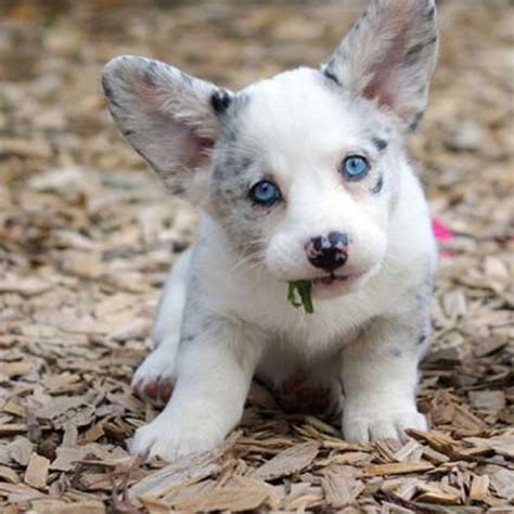 Blue Eyed Corgi Animals Pinterest