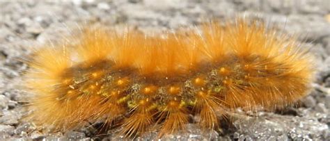 Fuzzy Orange Caterpillar Estigmene Acrea BugGuide Net