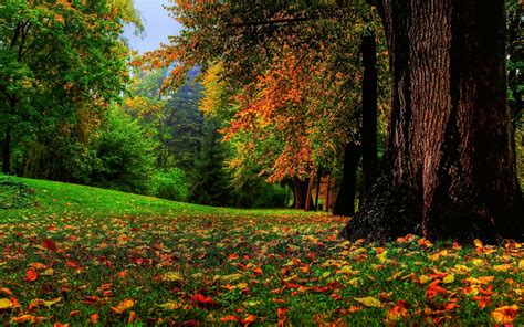 Fall Nature Trees Wallpapers Top Free Fall Nature Trees Backgrounds
