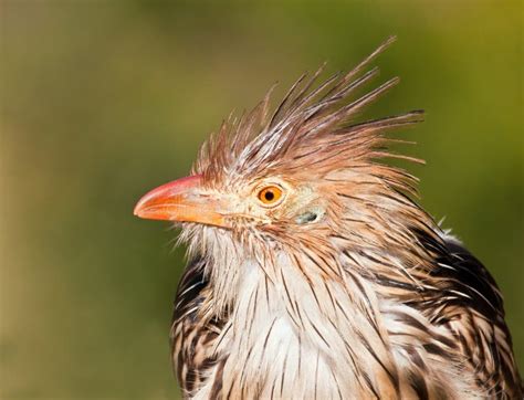 Passarinho Com Cabelo Arrepiado