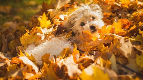 47 Fall Wallpaper With Dogs On Wallpapersafari