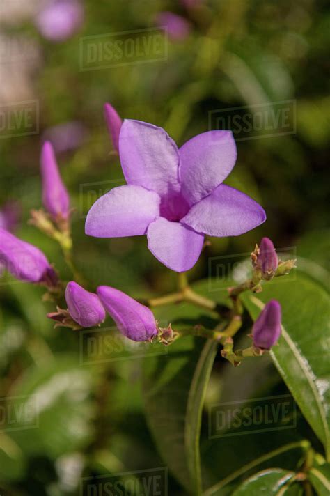 Jj's house offers tons of affordable wedding flowers and wedding bouquets in a variety of materials, such as silk wedding flowers and satin ones. Dominican Republic, Punta Cana, Higuey, Bavaro, purple ...
