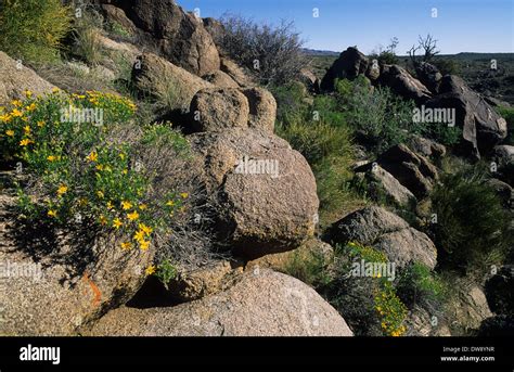 Mojave Desert Flowers Hi Res Stock Photography And Images Alamy