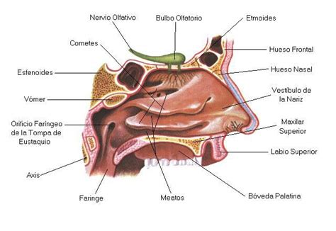 Parts de l olfacte Anatomia del hueso Olfato Anatomía del ojo
