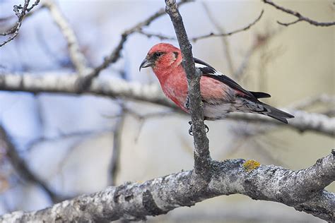 Northern Finches Are Fulfilling Forecasts Invading Northeast Ohio