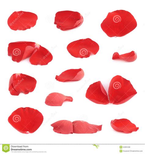 Red Rose Flower Petals Set Isolated Stock Image Image Of Nature
