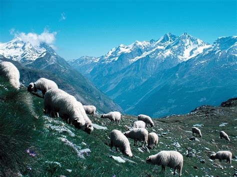 Fonds Decran Mouton Ovis Aries Montagnes Animaux Télécharger Photo