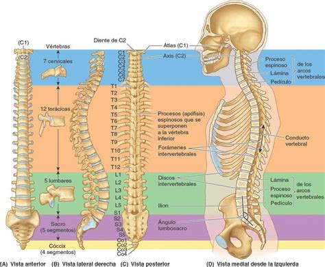 Perfil Cava Paso Partes De La Columna Vertebral Anatomia Envolver