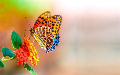 Sweet Wallpaper Butterfly Colorful Digital Hd Sweet