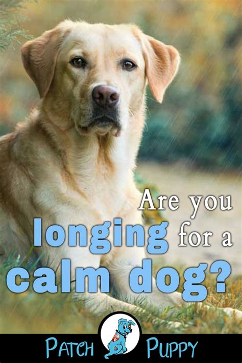 Check spelling or type a new query. 12 Dog Breeds That Are Calm - PatchPuppy.com | Calm dogs ...