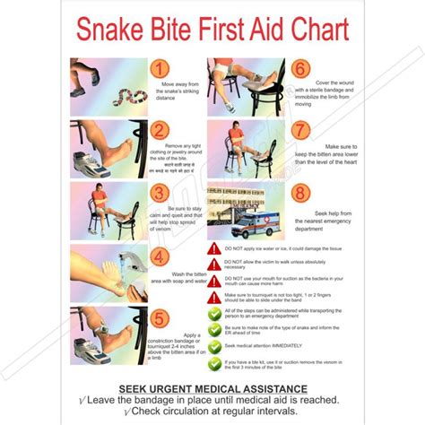 Snake Bite First Aid Chart English Protector Firesafety