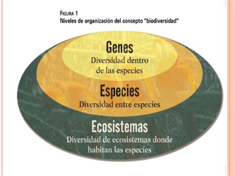 Desarrollo Sustentable 24 Biodiversidad Desde Genes Hasta Ecosistemas