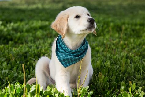 Look at pictures of golden retriever puppies who need a home. Cute Videos of Golden Retriever Puppies | POPSUGAR Pets