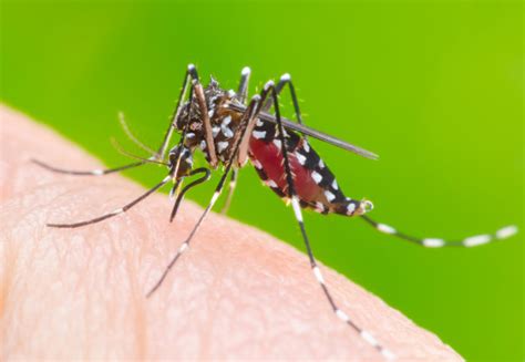 80% of reported dengue cases in malaysia were in the > 15. Releasing artificially-infected mosquitoes could cut ...
