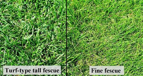 Tall Fescue Is A Cool Season Grass Well Adapted To Sunny Or Partially Shady Areas When Densely