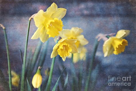 Daffodils Photograph By Sylvia Cook Fine Art America