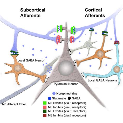 Gabaergic Neurons