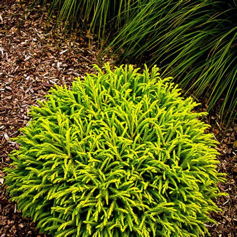 Dwarf Globe Japanese Cedar Trees For Sale The Tree Center