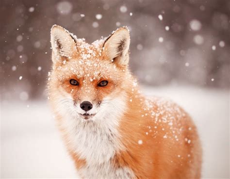 Red Fox And Falling Snow Fox In Snow Snow Animals Winter Animals