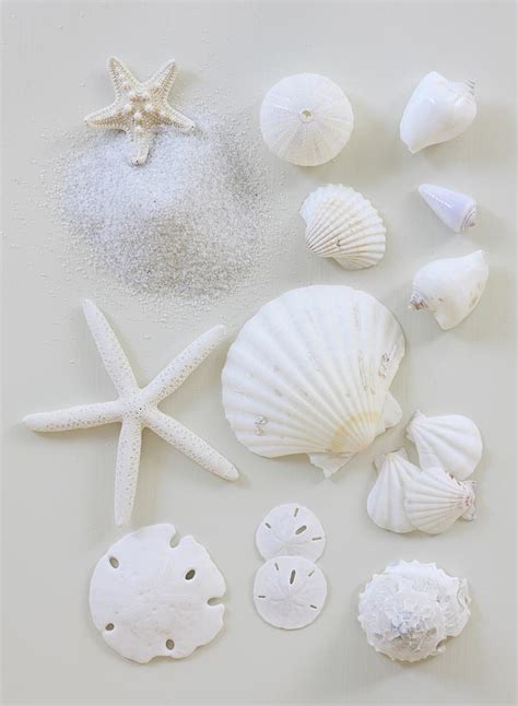 White Shells Photograph By Daniel Hurst Photography