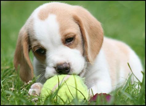 Blonde Beagle Puppies Petsidi
