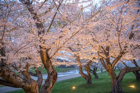 Ohios Renowned Cherry Blossom Trees