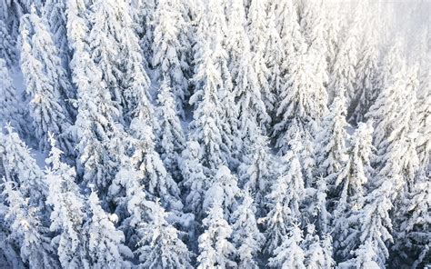 Pine Trees Under Snow Wallpaper 4k Hd Wallpaper Background