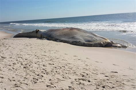 Dead Whale Washes Up On Ny Shore