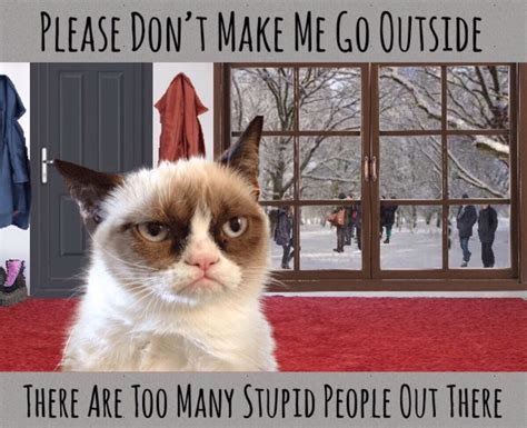 Pin On Grumpy Cat