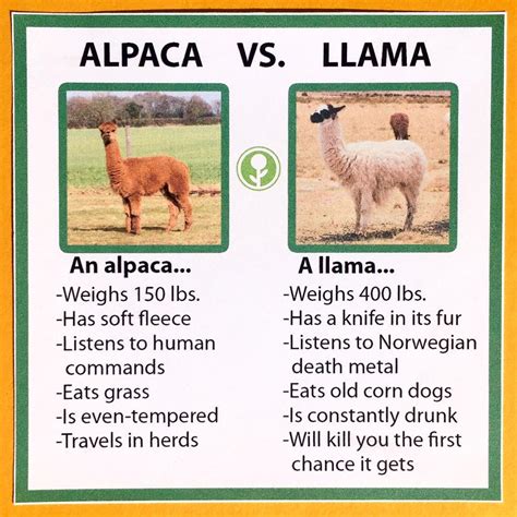 Differences Between Alpacas And Llamas — Heartfelt Alpaca Creations