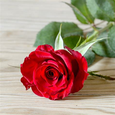 Red Rose Nice Rose Image 2134x2134 17707