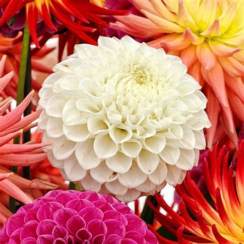 By now you already know that, whatever you are looking for, you're think how jealous you're friends will be when you tell them you got your bulk flower on aliexpress. Wholesale Flowers - Bulk Wedding Flowers Online ...