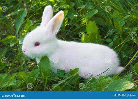 Small White Rabbit Stock Photography Image 10849742