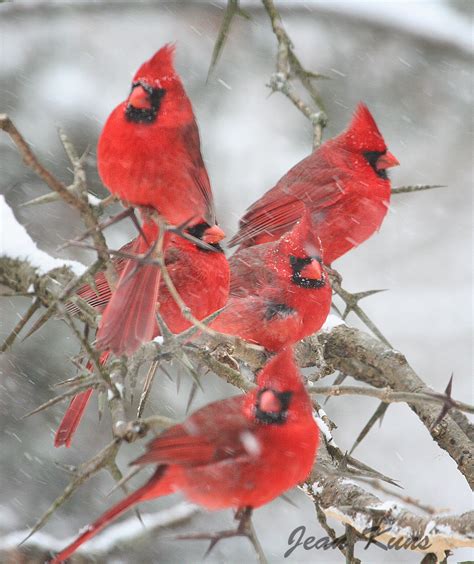 Collection 105 Pictures Images Of Cardinal Birds Stunning