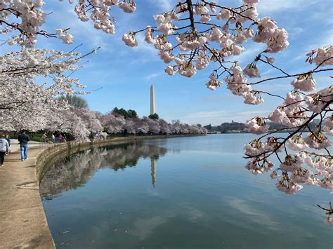 Dcs World Famous Tidal Basin Cherry Blossoms Are In Peak Bloom Wjla