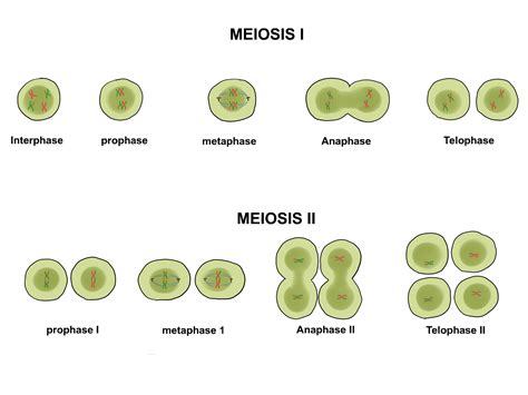 Diferencia Entre Mitosis Y Meiosis Cuadro Comparativo Pin En Anatomia
