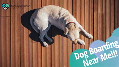 34,630 daycare jobs hiring near me. 10 Factors To Consider For The Best Dog Boarding Near Me ...