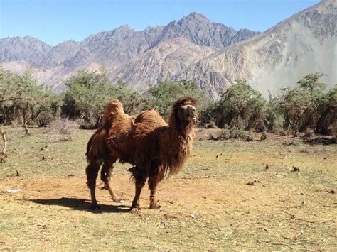 People travelling on double hump camels in the mountains. Nubra River, Jammu and Kashmir, India - A rare double ...
