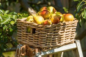 Birnen einkochen von Omas Rezept bis richtig trendy